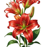 kits tammys welt canada dreams (78).png