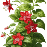 kits tammys welt canada dreams (76).png