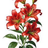 kits tammys welt canada dreams (77).png