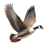 kits tammys welt canada dreams (13)