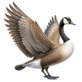 kits tammys welt canada dreams (14)