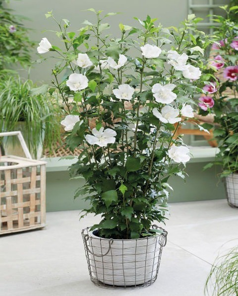 perennial no yes live white hibi.jpg