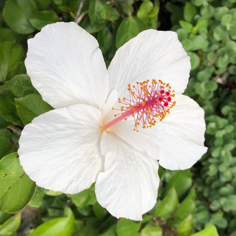 no perennial yes hibiscus white.jpg