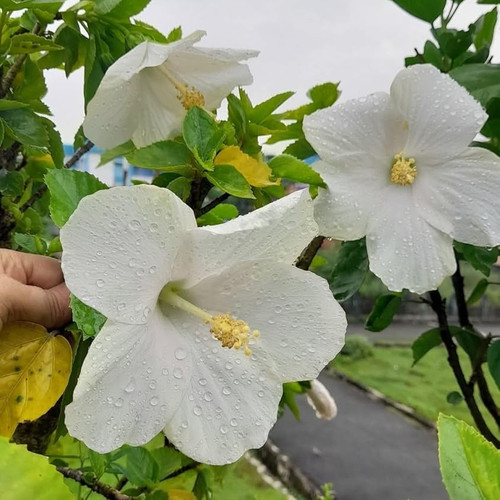 71lVLOQHNWL. SL1500 .jpg