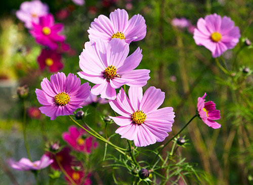 30 Cosmos flowers lead jpg.jpg