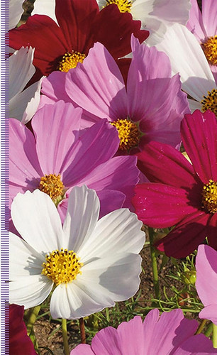 31 BTTR Seeds Cosmos Sensation Mix.jpg