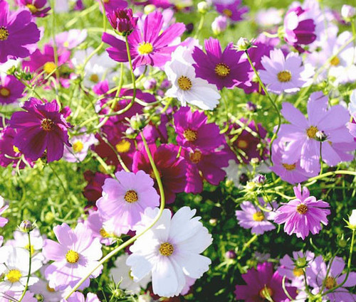 14 Cosmos Sensation Seeds Cosmos Bipinnatus 89588 1574031345 jpg.jpg