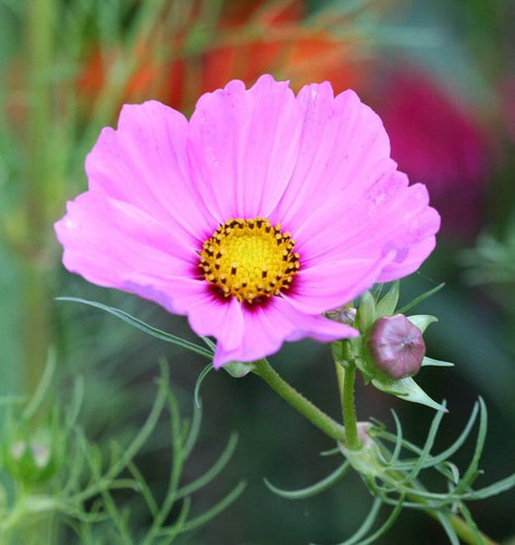 21 FL2403 1 x640 crop center jpg.jpg