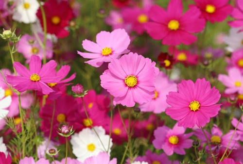 33 Cosmos Sensation Mix160 463 jpg.jpg