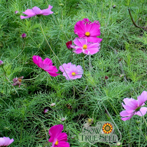 34 Cosmos Sensation Mix 3 CK logo jpg.jpg