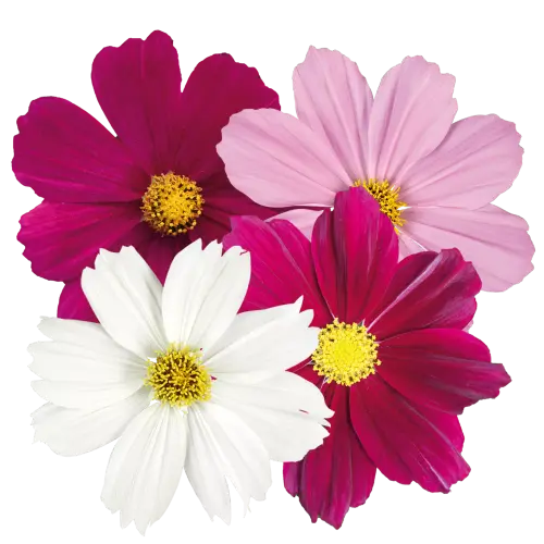 33 Cosmos bipinnatus Symphony Mix 10696 C 1.webp