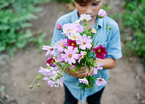 12 Cosmos Sensation Mix Seeds 001 jpg.jpg