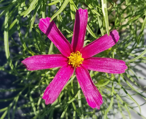 36 Sensation Mix Cosmos4 jpg.jpg