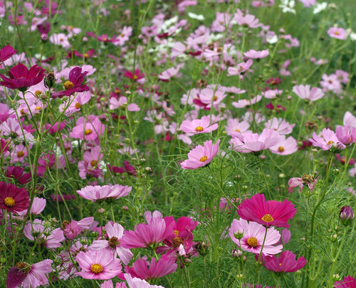 28 cosmos sensation mix bf12932a18574e548a8ef21d175796d7 jpg.jpg