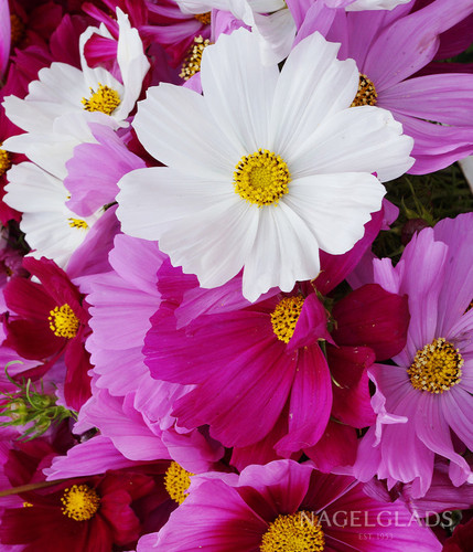 27 MF12714 2 945 TL WM 2587cffd f6b9 4cff a3c0 5b11c8207cec jpg.jpg