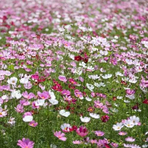 29 cosmea mix samen cosmos bipinnatus schmuckkoerbchen 500x500.jpg