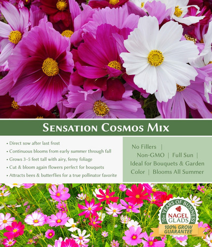 26 NG Seeds Secondary Cosmos jpg.jpg