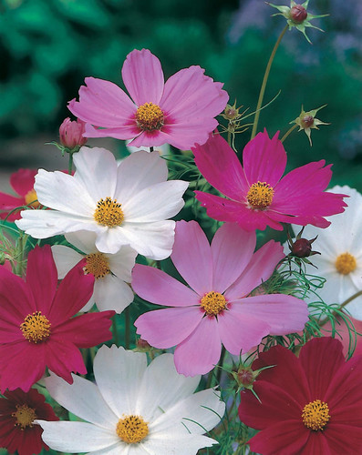 25 cosmos sensation mixed seeds 50576001663250 1024x1024 jpg.jpg