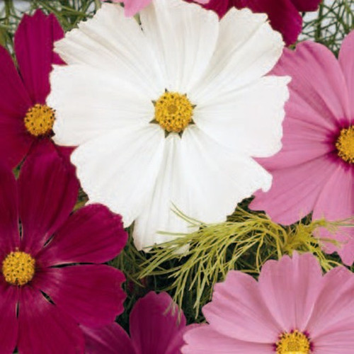 38 Cosmos Sensation Mixed jpg.jpg