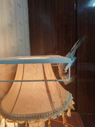 IMG 20260306 184710.jpg