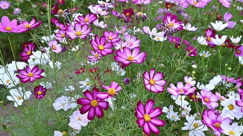 Beautiful pink cosmos flower in a cosmos field swaying in the wind.cosmos flowers blooming in the ga.jpg