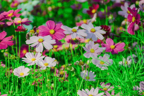 Beautiful pink-purple cosmos in flowers. With a blurred background.jpg
