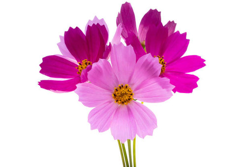 bouquet of cosmos isolated on white background.jpg