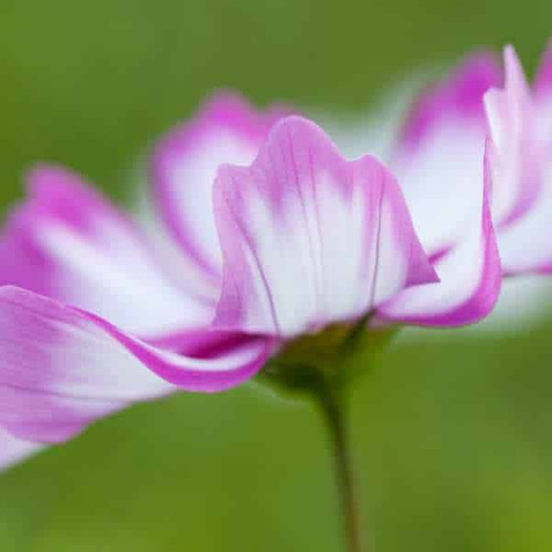 65 cosmos sensation picotee seeds 3 jpg.jpg