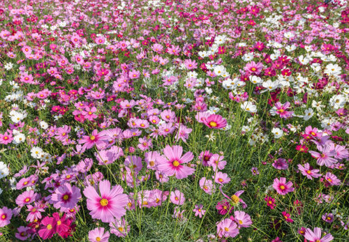 Beautiful cosmos flowers blooming in cosmos field on top view background at Saraburi, Thailand, flow.jpg
