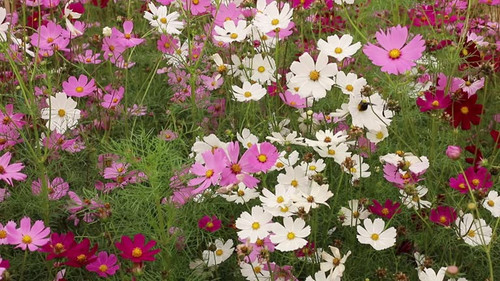 Blooming cosmos flowers on windy day for nature background.jpg