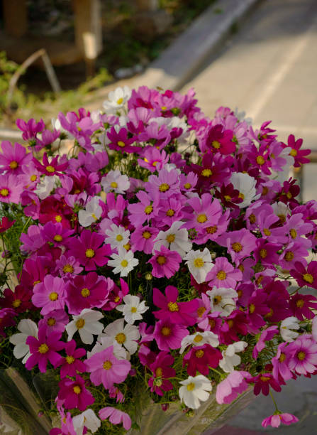Bouquet of Cosmos bipinnatus known as garden cosmos sold on the street.jpg