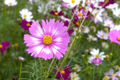 Beautiful cosmos flowers blooming in the garden.Beautiful spring flowers.jpg