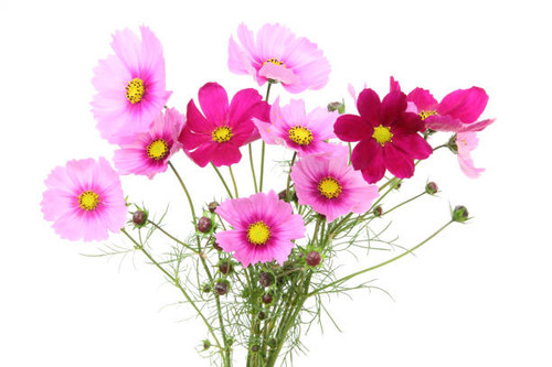 Pictured a bouquet of cosmos in a white background..jpg
