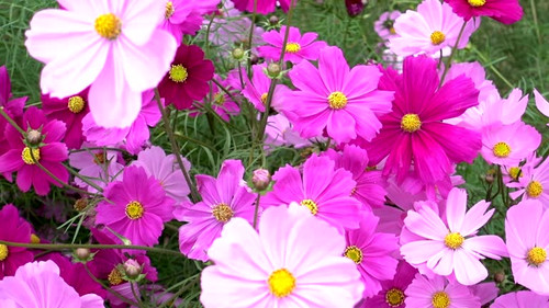 blooming beautiful pink flower.jpg