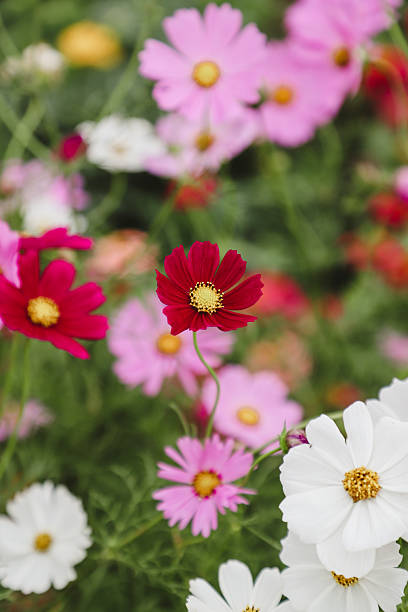 Blooming Cosmos Flower - Close up in Anola, Manitoba, Canada.jpg