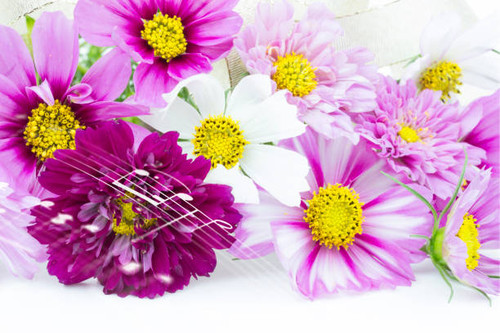 bouquet of  cosmos (flower).jpg