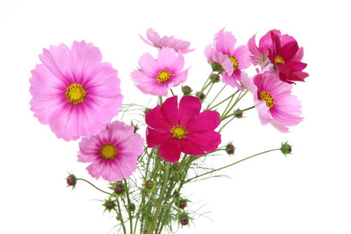 Pictured a bouquet of cosmos in a white background..jpg