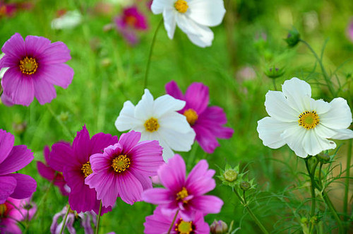 Cosmos Flowers Field of Jim Thompson Farm at Countryside in Nakhon Ratchasima, Thailand.jpg