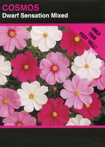 66 cosmosdwarfsensationmixed083 1 jpg.jpg