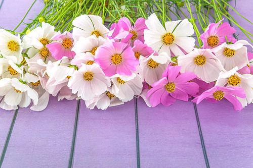 Bunch of pink and white cosmos flowers on a wooden background; copy space.jpg