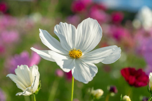 Cosmos field in full bloom.jpg