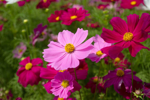 Cosmos flower field in the field. background..jpg