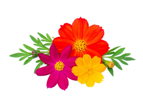 Close up three cosmos flower color with leaf on white background..jpg