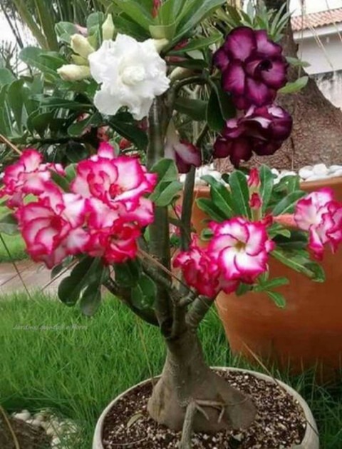 no biennial yes adeniumplant 1 a.jpg