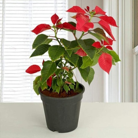 no annual yes medm plant decor 4.jpg