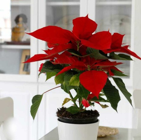 no biennial yes poinsettia plant.jpg