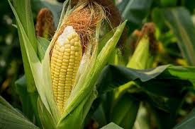 jagung.jpg
