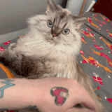 IMG 1022.gif