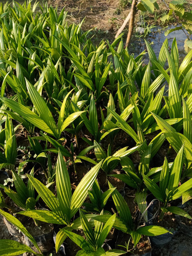 supari plant.jpg
