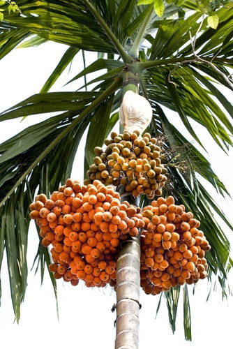 annual no yes battle betel nut s.jpg